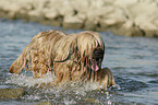 bathing Berger de Brie