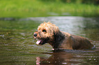 bathing Berger de Brie