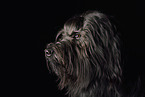 Briard Portrait