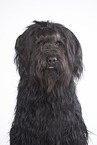 Briard Portrait