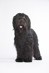 standing Briard