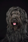 Briard Portrait