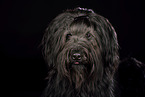 Briard Portrait