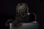 lying Briard