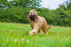 playing Briard