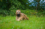 running Briard