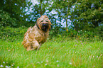 running Briard