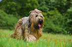 running Briard