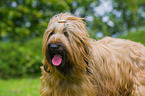 Briard Portrait