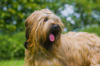 Briard Portrait