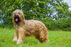 Briard