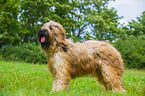 Briard