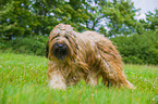 walking Briard