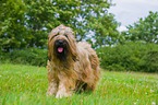 Briard