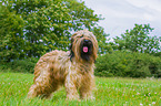 Briard