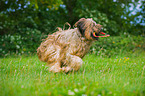 playing Briard