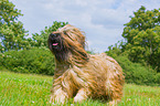 Briard