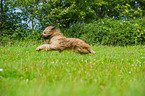 running Briard