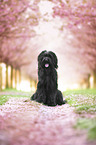 Briard in front of cherry blossoms