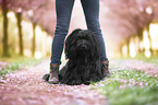 Briard in front of cherry blossoms