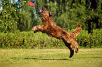 Briard playing frisbee