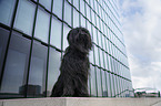 sitting Briard