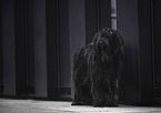 Briard