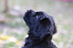 Briard puppy