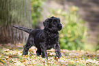 Briard puppy