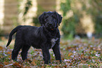 Briard puppy