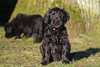 Briard Puppies