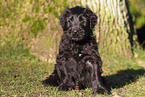 Briard Puppy