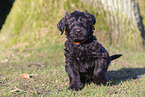 Briard Puppy