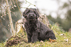 Briard puppy