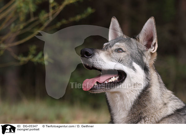 British Inuit Portrait / mongrel portrait / DG-05347