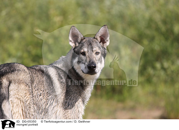 British Inuit Portrait / mongrel portrait / DG-05350