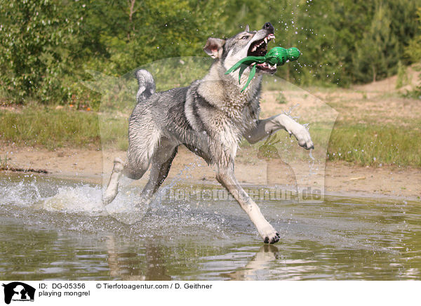 spielender British Inuit / playing mongrel / DG-05356