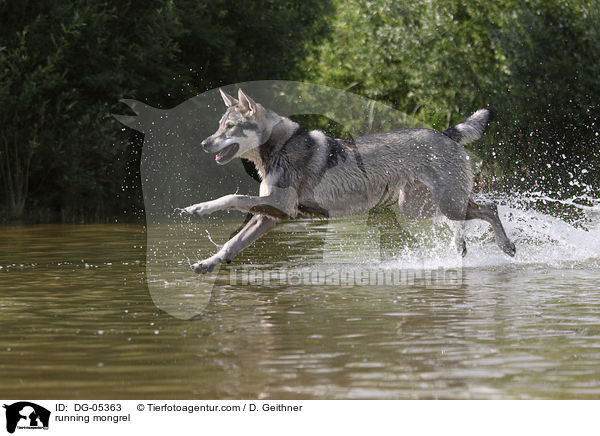 rennender British Inuit / running mongrel / DG-05363