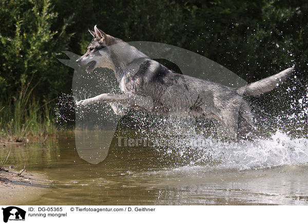 rennender British Inuit / running mongrel / DG-05365