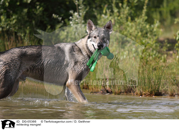 apportierender British Inuit / retrieving mongrel / DG-05366