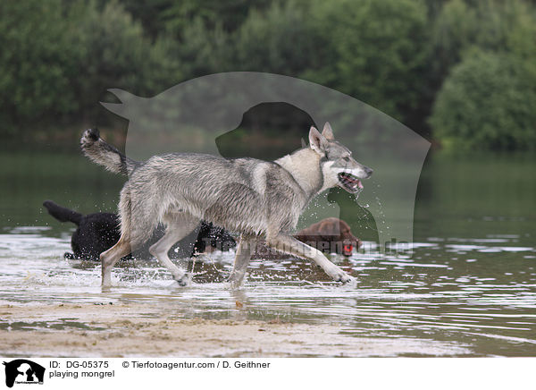 spielender British Inuit / playing mongrel / DG-05375