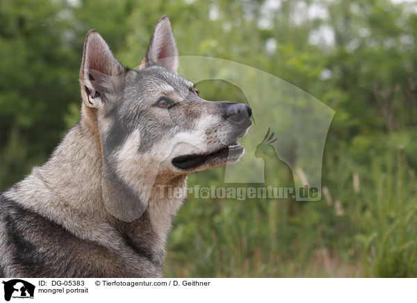 British Inuit Portrait / mongrel portrait / DG-05383