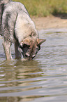 bathing mongrel