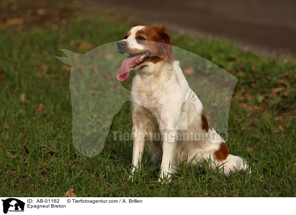Bretonischer Spaniel / Epagneul Breton / AB-01162