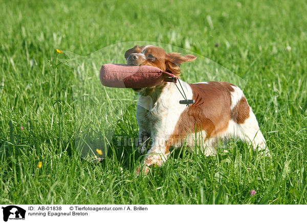 running Epagneul Breton / AB-01838