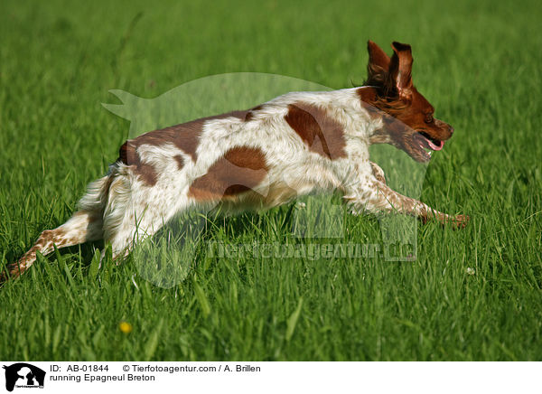 rennender Epagneul Breton / running Epagneul Breton / AB-01844