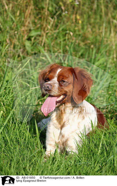 liegender Epagneul Breton / lying Epagneul Breton / AB-01850