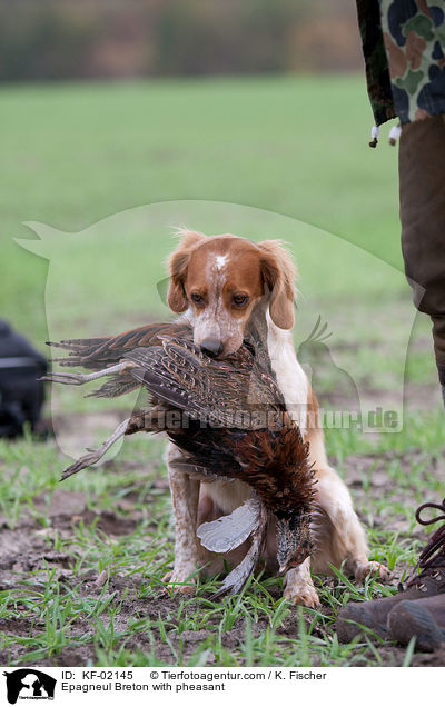 Epagneul Breton mit Fasan / Epagneul Breton with pheasant / KF-02145