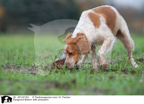 Epagneul Breton mit Fasan / Epagneul Breton with pheasant / KF-02152