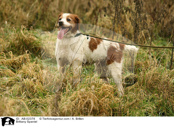 Epagneul Breton / Brittany Spaniel / AB-02378